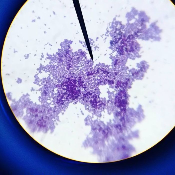 Staphylococcus epidermidis stain bacteria microscope aureus magnification microbiology luteus coccus clusters cells micrococcus firmicutes endospore 000x irregular bacterium approximately seen