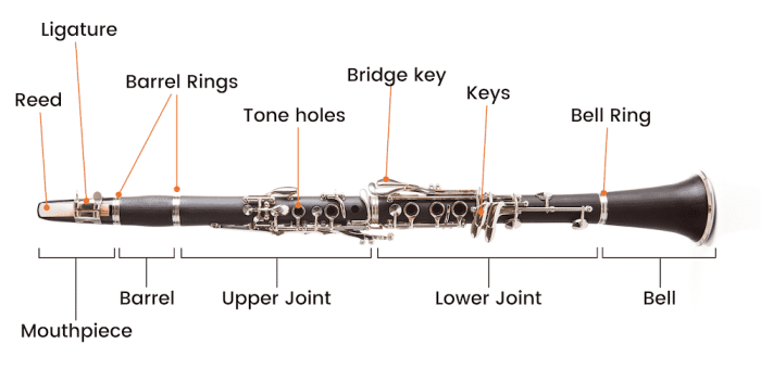 Clarinet anatomy