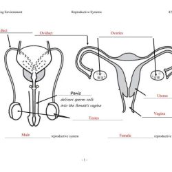 Female reproductive system worksheet answers