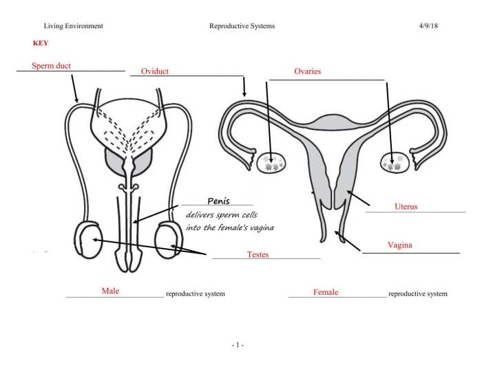 Female reproductive system worksheet answers