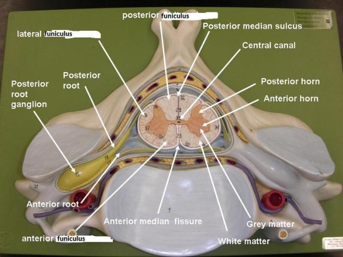 Brainstem label match region appropriate its regions cord spinal proximal pallidus pons globus oblongata medulla