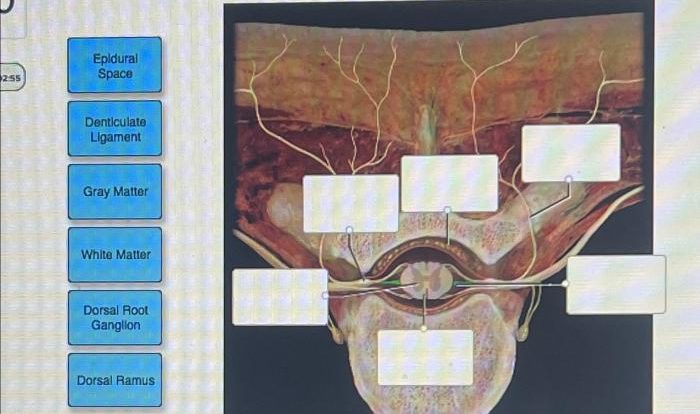 Match the label to its appropriate spinal cord component.