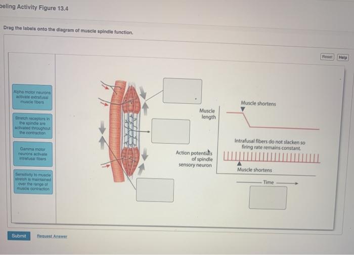 Drag the labels onto the diagram of muscle spindle function