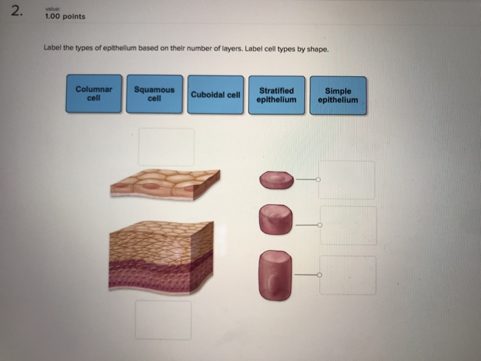 Drag labels spindle motility disorders