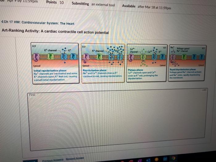 Art-ranking activity a cardiac contractile cell action potential