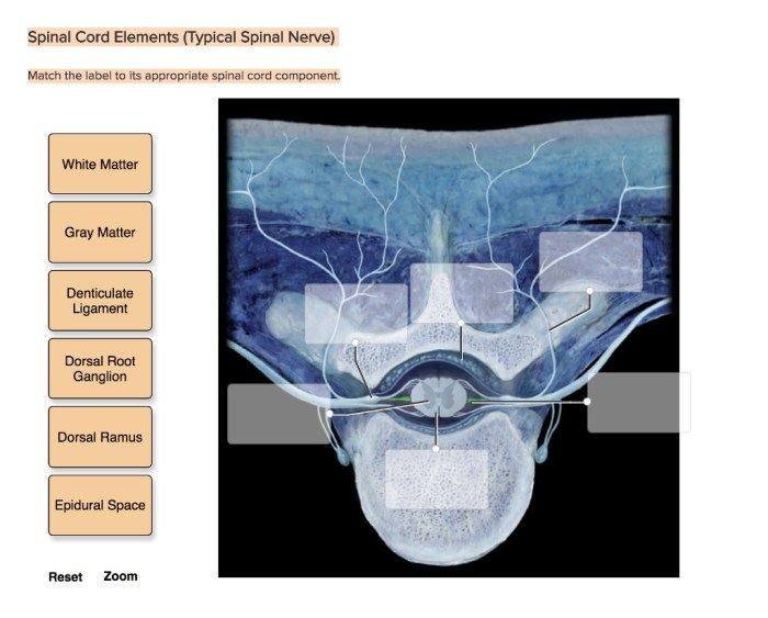 Match the label to its appropriate spinal cord component.