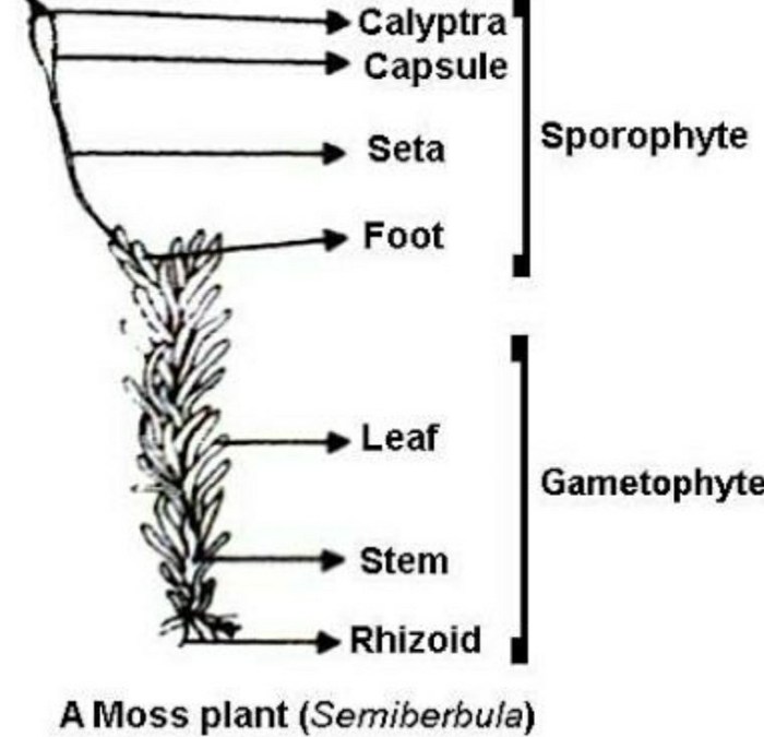 Label the structures on this diagram of a moss.