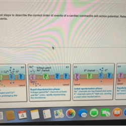 Potential cardiac action heart muscle electrical activity physiology skeletal calcium ions membrane anatomy contractile vs phase plateau cells influx refractory