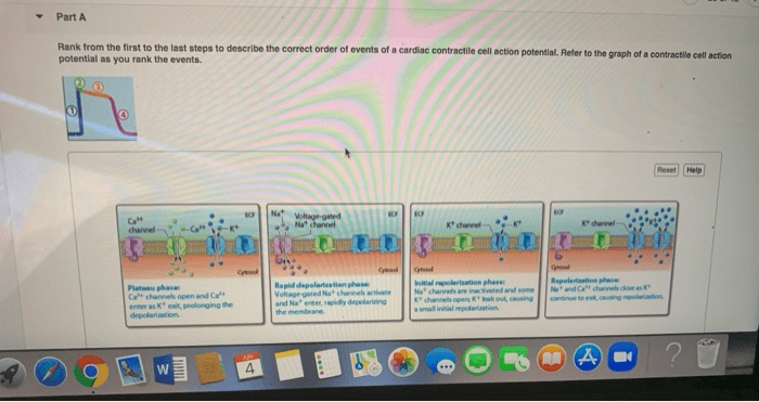 Potential cardiac action heart muscle electrical activity physiology skeletal calcium ions membrane anatomy contractile vs phase plateau cells influx refractory