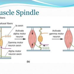 Muscle spindle reflex stretch