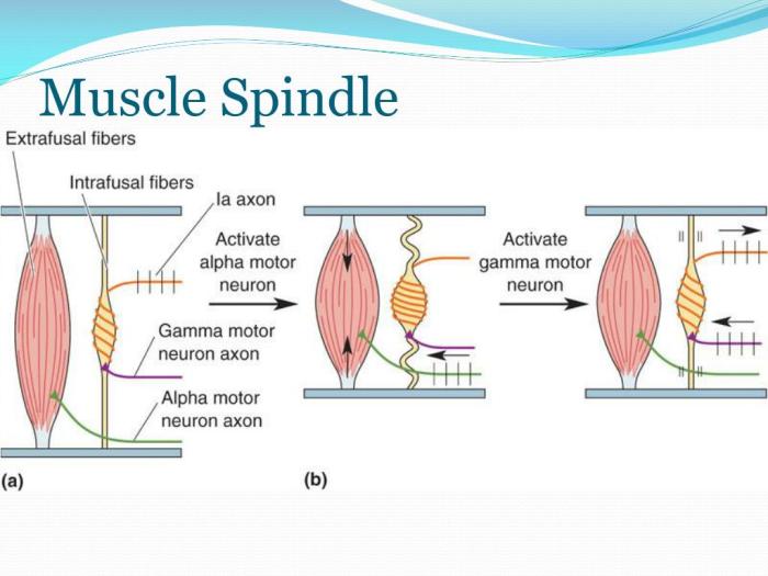 Muscle spindle reflex stretch