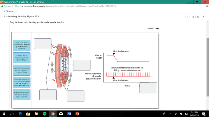 Drag the labels onto the diagram of muscle spindle function