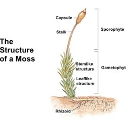 Label the structures on this diagram of a moss.