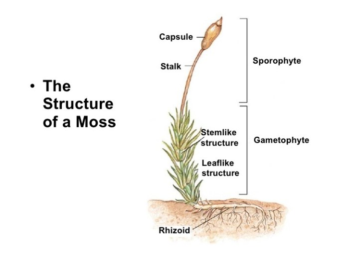 Label the structures on this diagram of a moss.